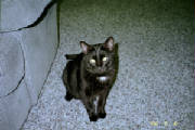 Ozzie our black cat
